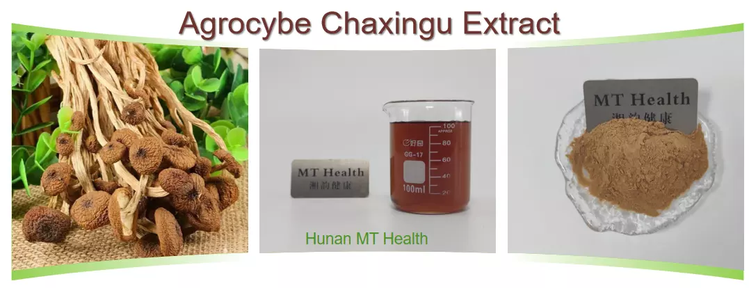 Agrocybe Chaxingu Extract插图1
