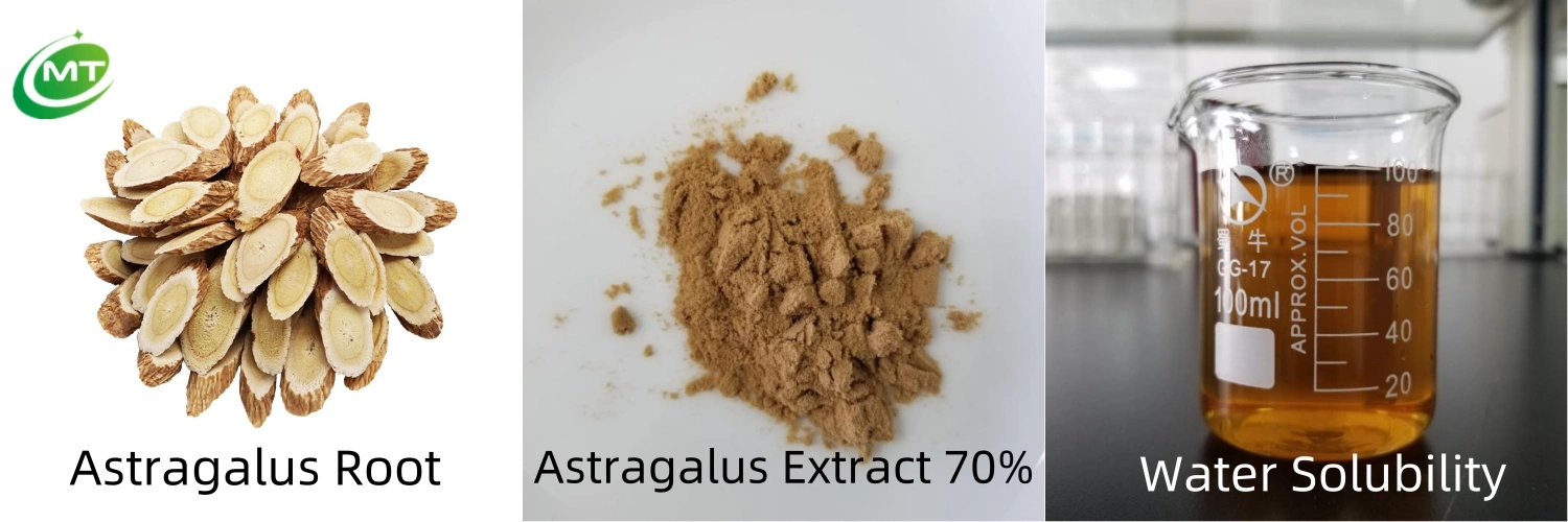 Astragalus Extract插图1