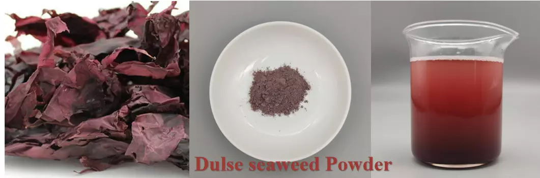 Dulse seaweed powder插图1 Dulse seaweed powder插图1