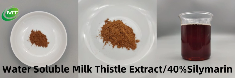 Milk Thistle Extract插图1 Milk Thistle Extract插图1
