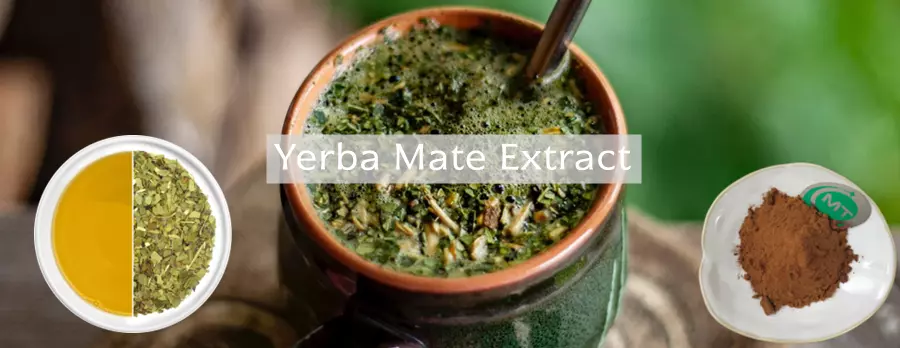 Yerba Mate Extract插图1