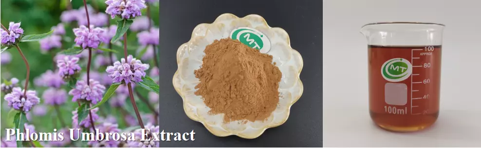 Phlomis Umbrosa Extract插图1 Phlomis Umbrosa Extract插图1
