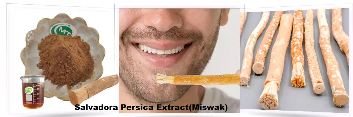 Salvadora Persica Extract(Miswak)插图1