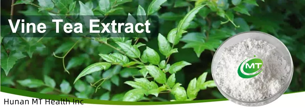 Vine Tea Extract插图2