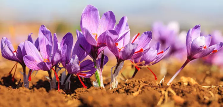 Saffron Extract: Benefits, Key Compounds, Applications and Specifications插图 Saffron Extract: Benefits, Key Compounds, Applications and Specifications插图