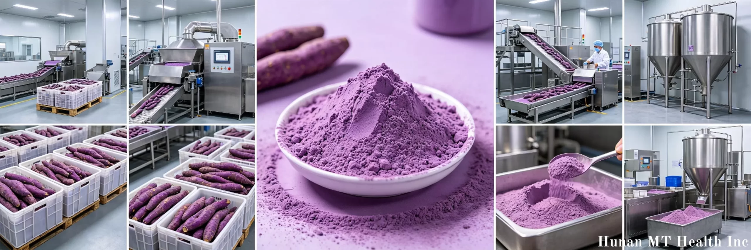Why Is Ube Powder Trending Worldwide?插图2 dehydrated ube powder