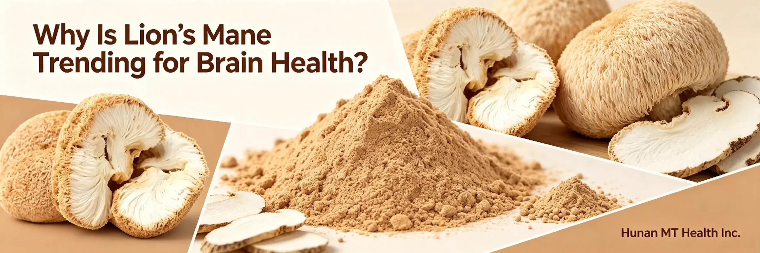 Why Is Lion’s Mane Trending for Brain Health?插图 what is lion's mane extract