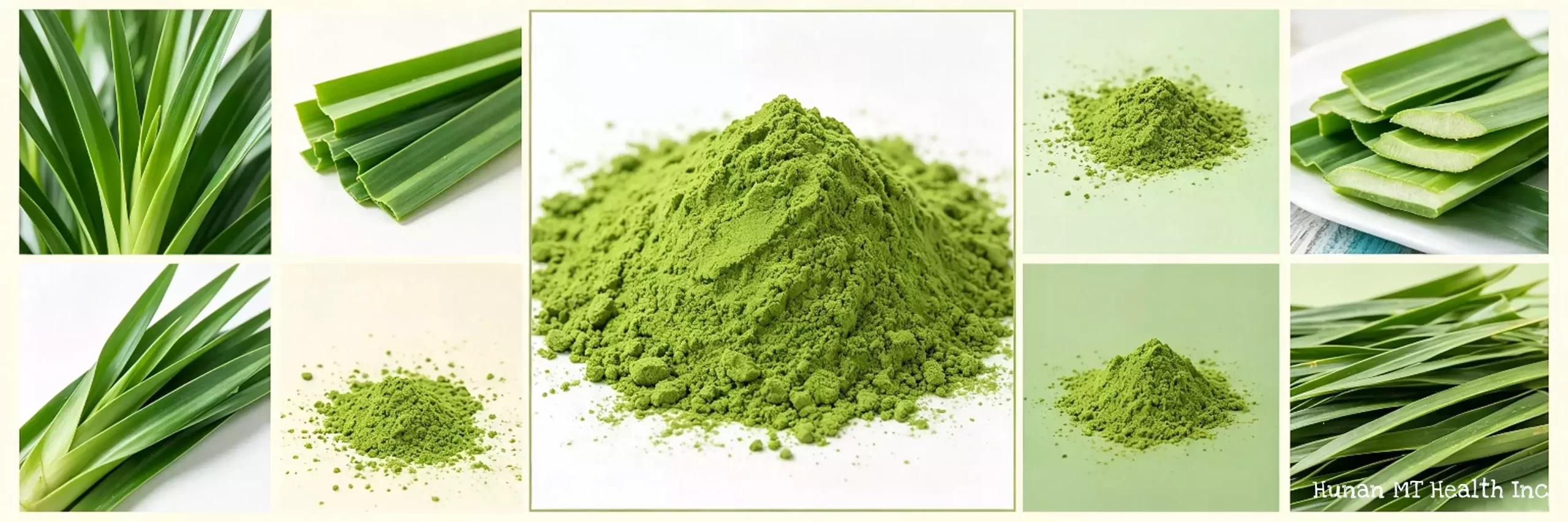 Is Pandan the Next Matcha? Why Pandan Powder Is Gaining Attention in Global Food Innovation插图 plant extract