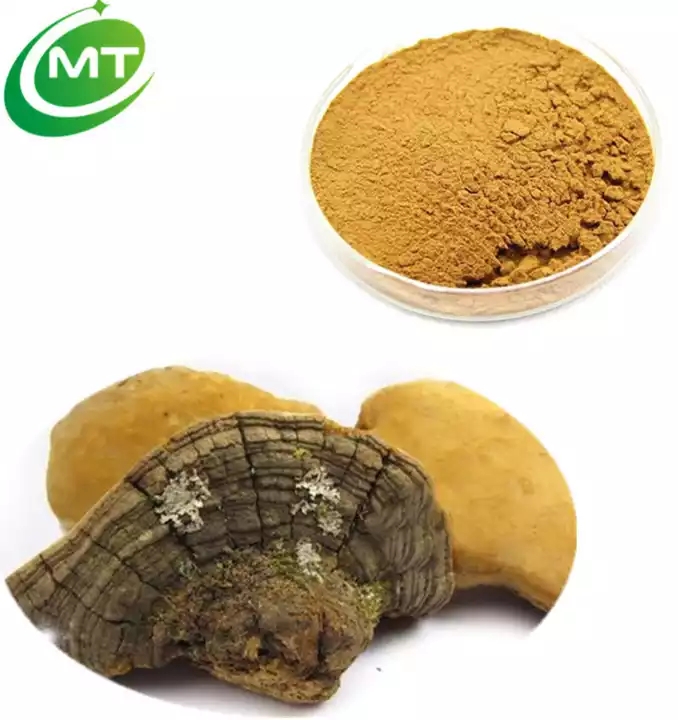 Phellinus Linteus Extract