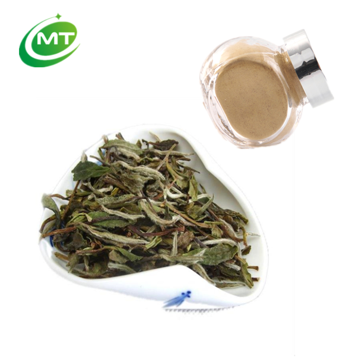 白牡丹茶提取物