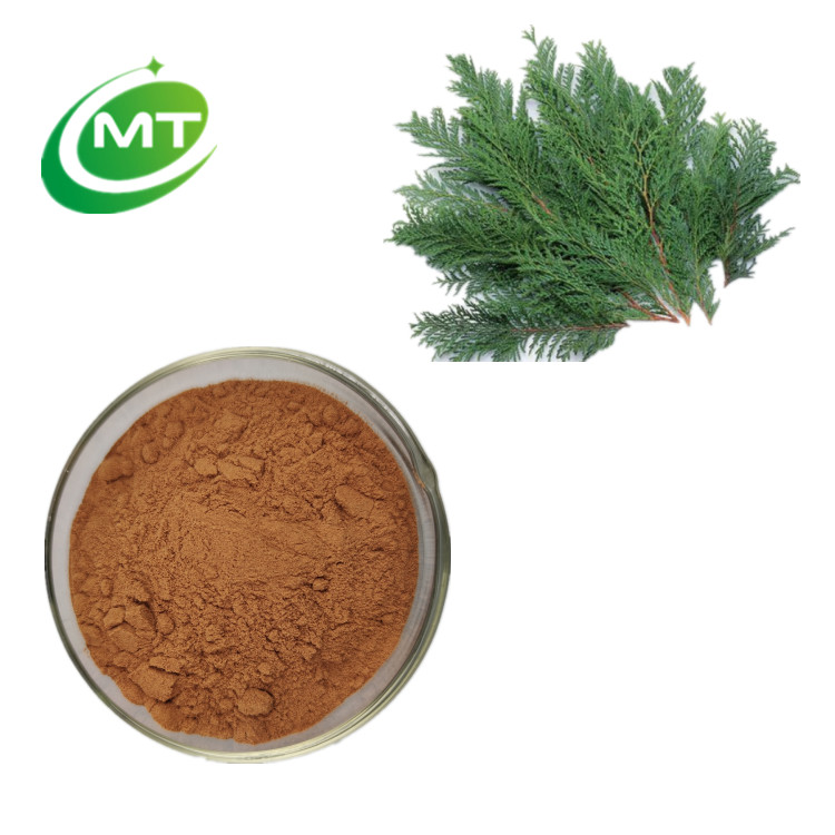 Platycladus Orientalis Extract