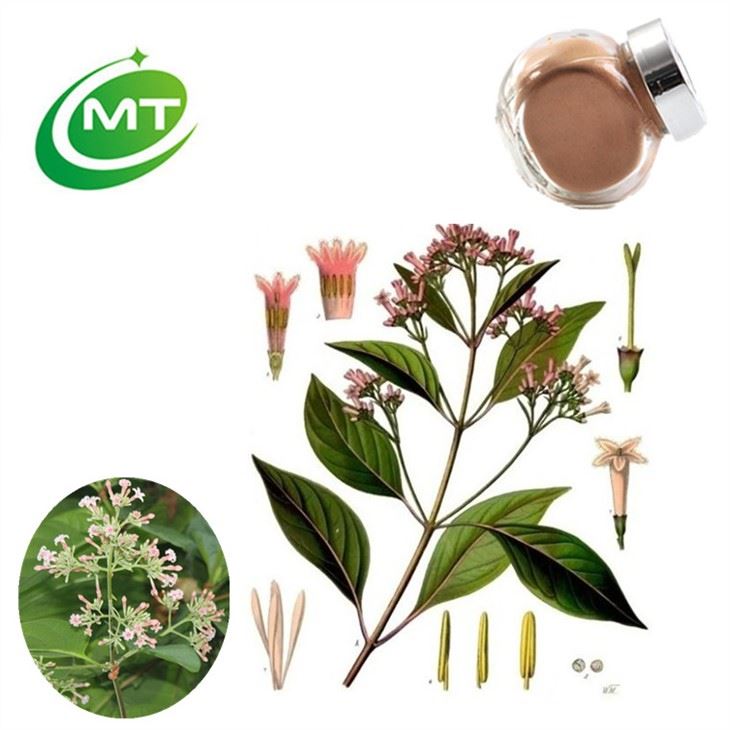 Quinquina Extract