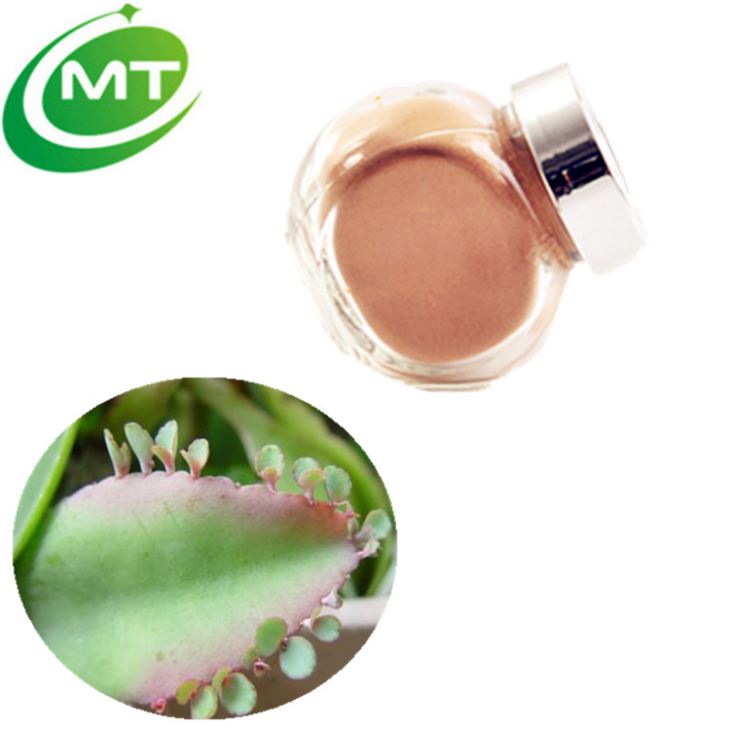 Kalanchoe Pinnata Extract