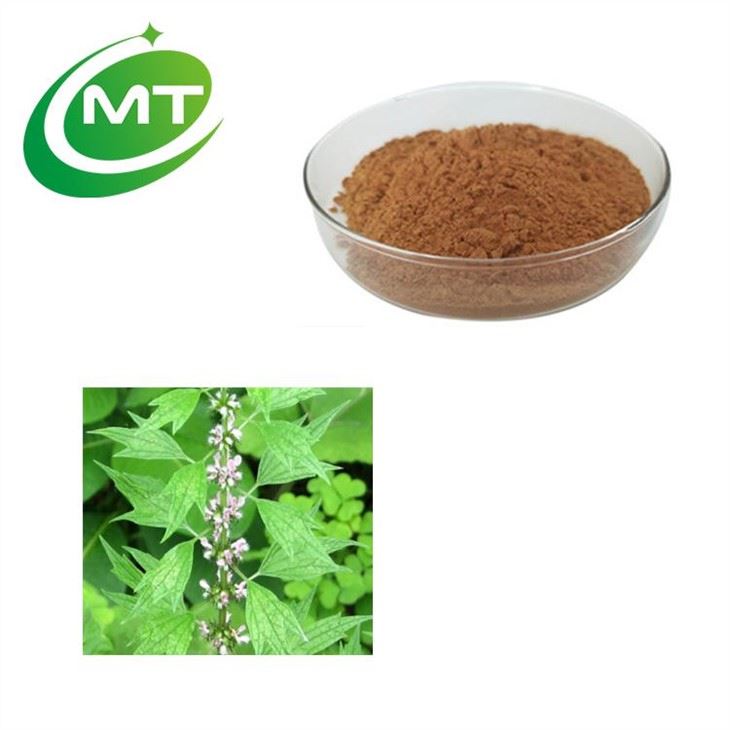 Motherwort Extract