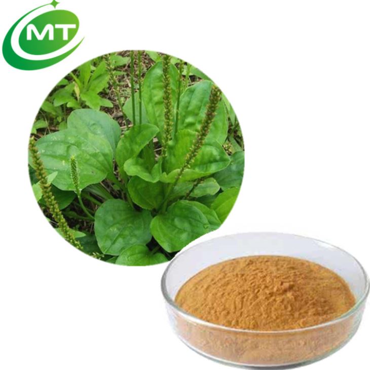 Plantago Extract