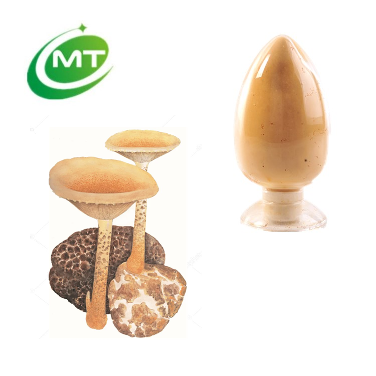 Tiger Milk Mushroom Extract