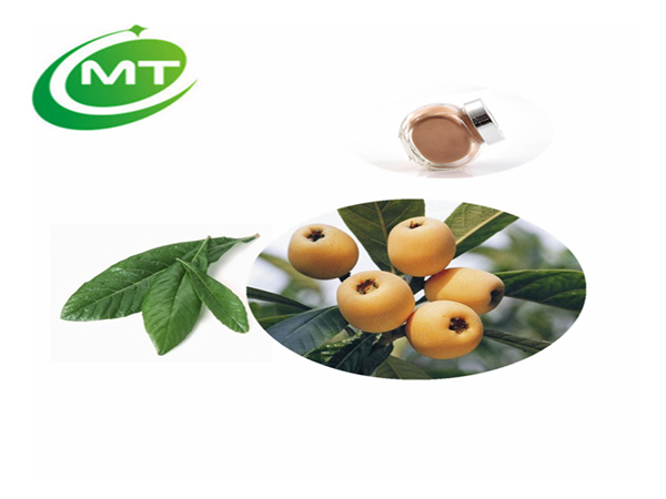 Loquat Leaf Extract