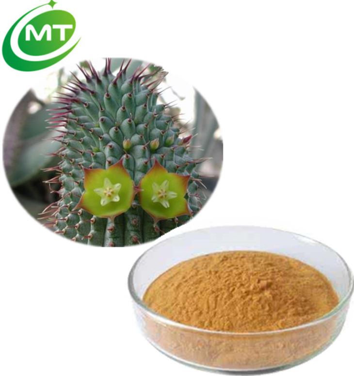 Hoodia Gordonii Extract