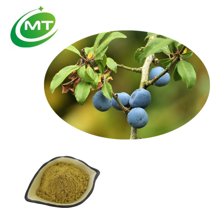 Blackthorn Berry Extract