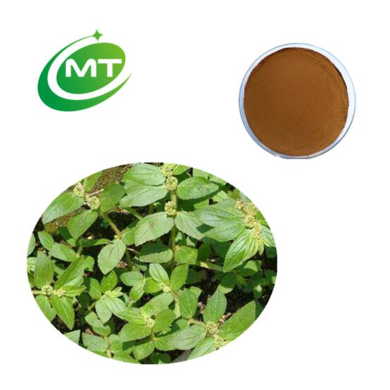 Euphorbia Hirta Extract