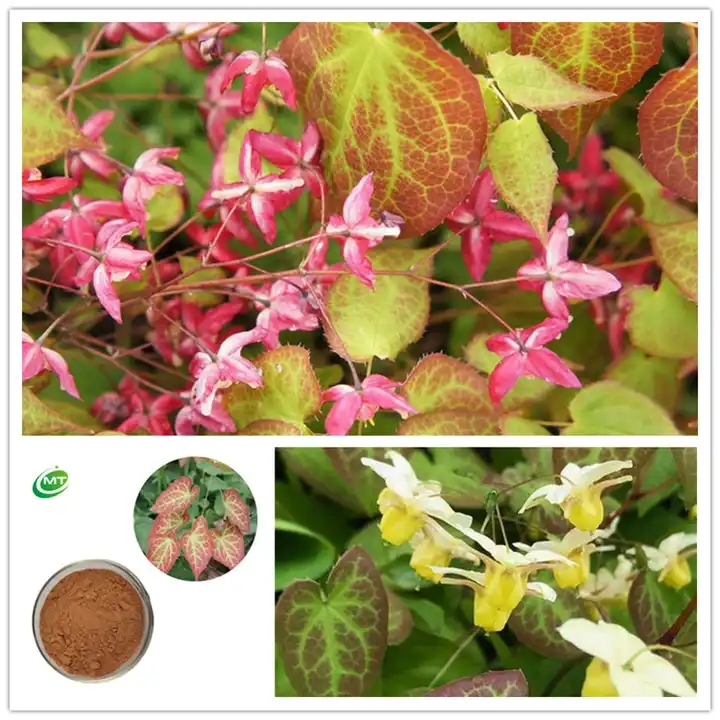 Epimedium Extract