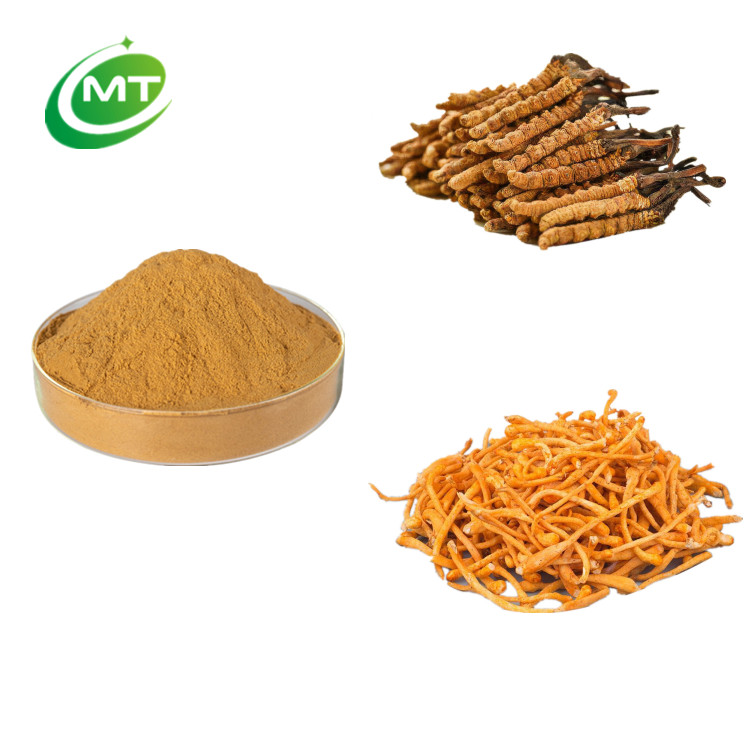 Cordyceps Extract