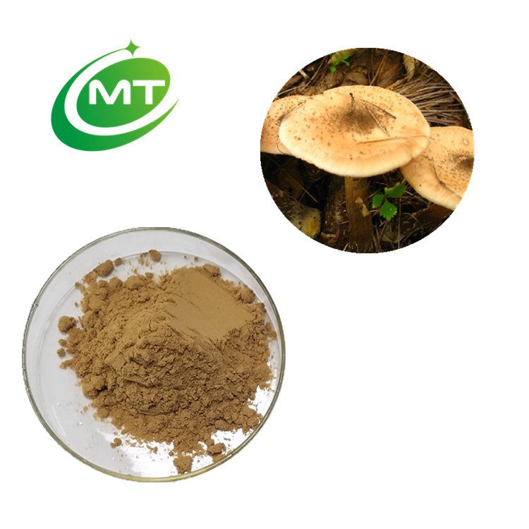 Armillaria Mellea Extract