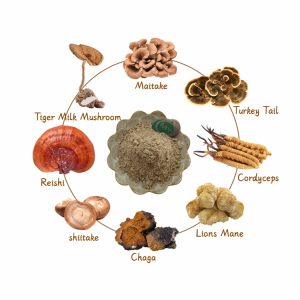 mushroom extract powder插图