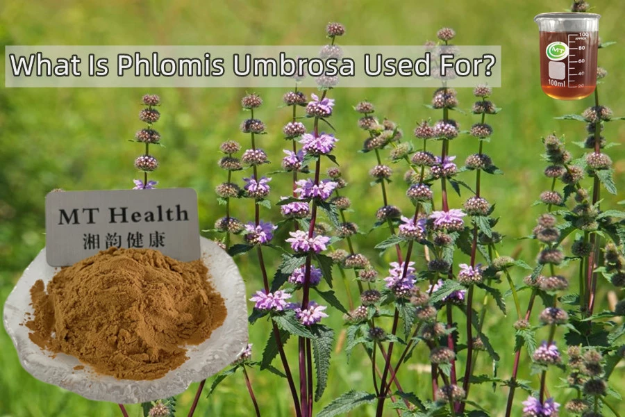 What is phlomis umbrosa used for?