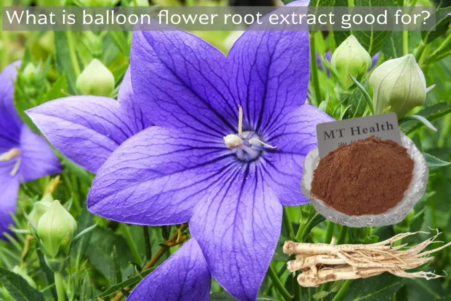 What is balloon flower root extract good for?