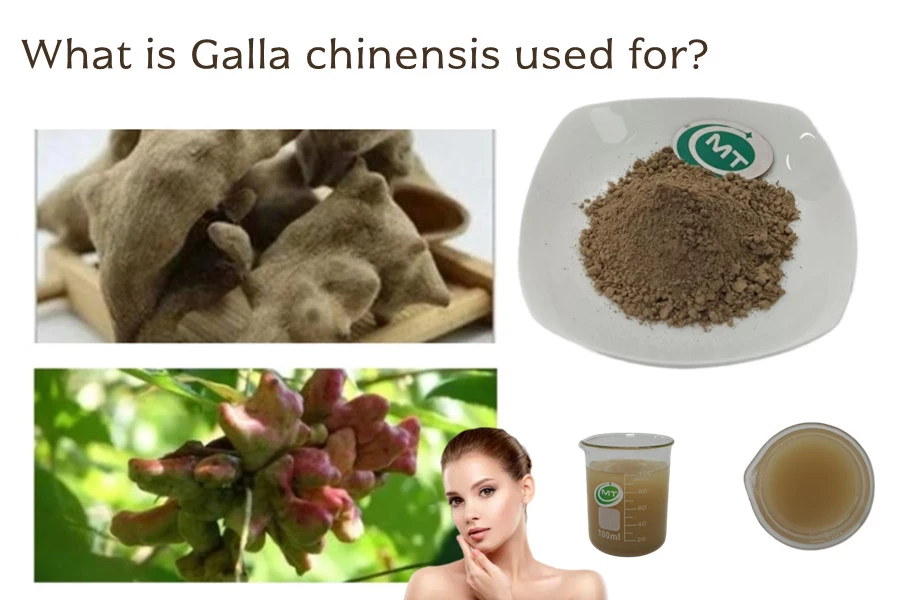 What is Galla chinensis used for?