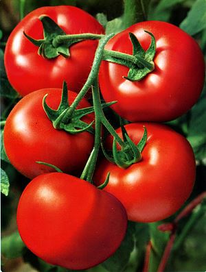 Tomato Extract