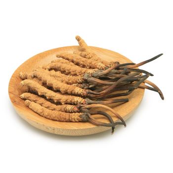 Dietary Supplement Grade Cordyceps Extract