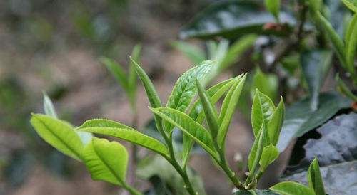 普洱茶提取物粉末