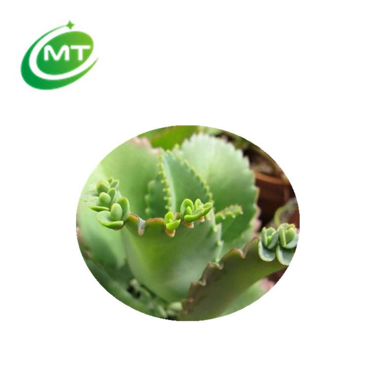 Herb plant subdhing swelling and detoxicating Kalanchoe Pinnata Extract