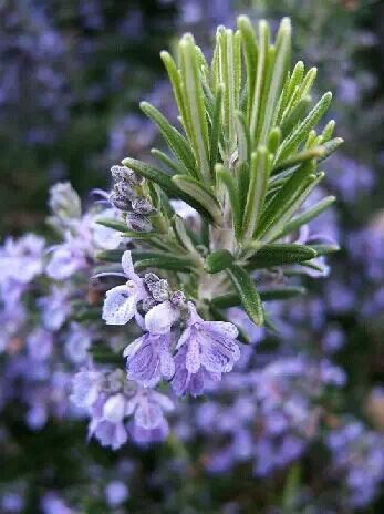 Rosemary Extract