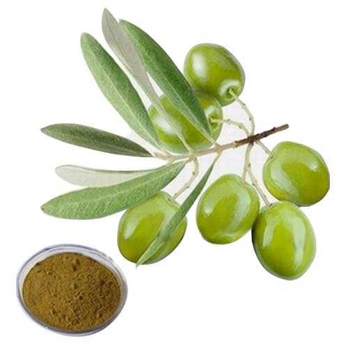 екстракт от маслинови листа