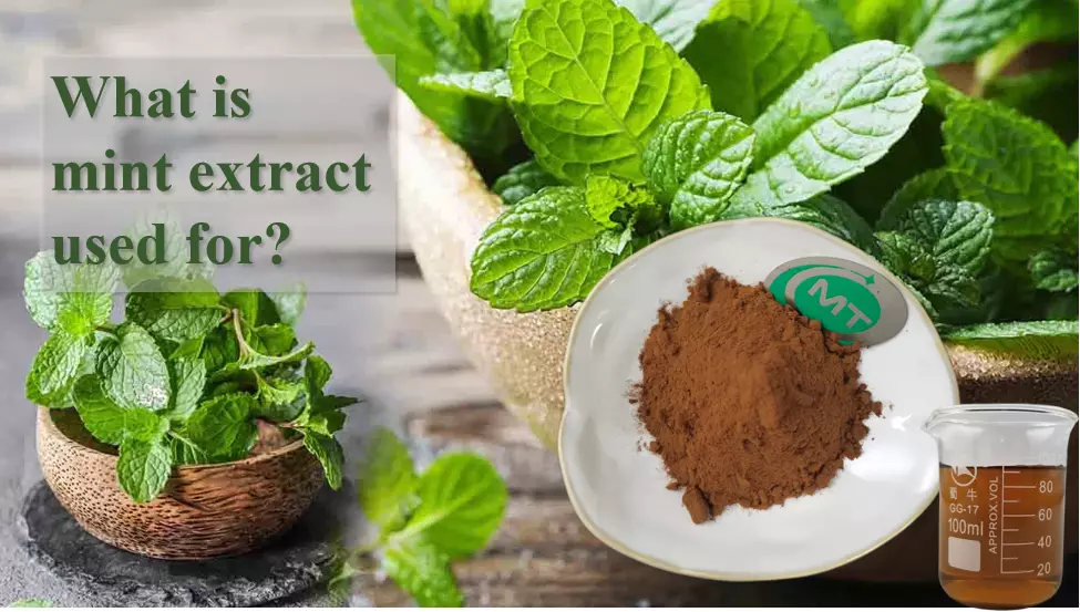 What is mint extract used for?