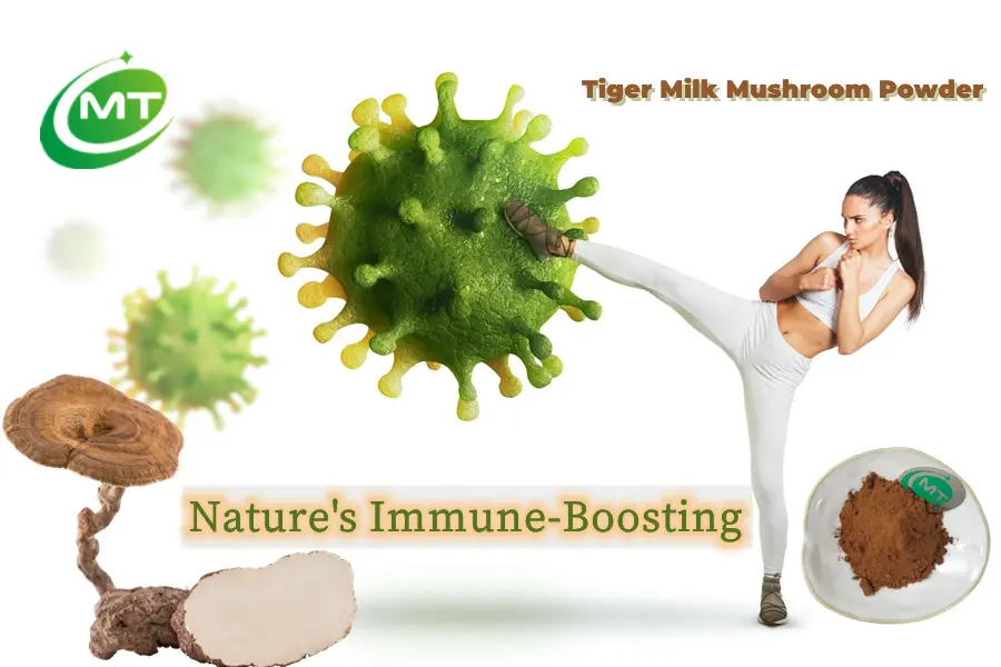 What is the benefit of Tiger Milk mushroom powder?