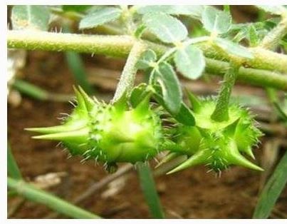 Tribulus Terrestris Extract