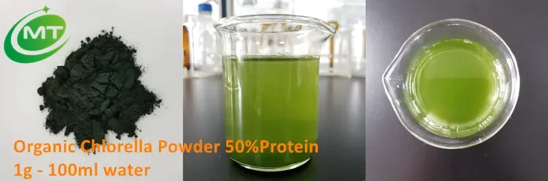 Chlorella Powder
