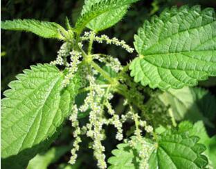 Stunning Nettle Extract Powder