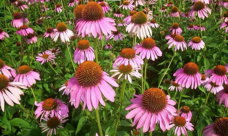 Echinacea Extract