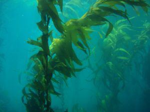 海藻提取物的惊人功效