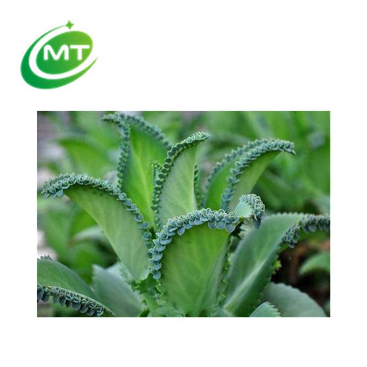 Herb plant subdhing swelling and detoxicating Kalanchoe Pinnata Extract