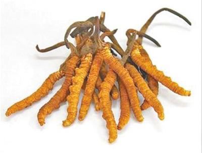 Dietary Supplement Grade Cordyceps Extract