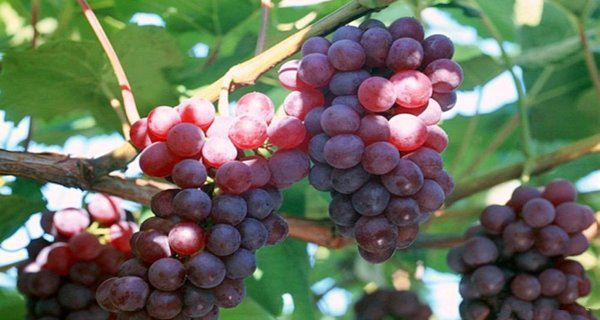 Grape Seed Extract