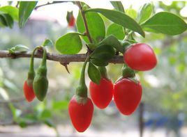 Lycium barbarum, which has many health benefits