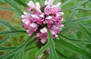 What Are The Health Benefits Of The Herb Motherwort?