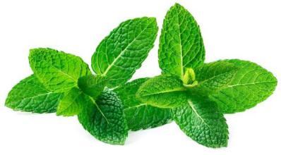 Lemon Balm Extract